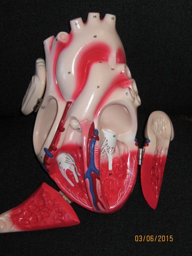 Denoyer-Geppert Scientific Heart of American Model