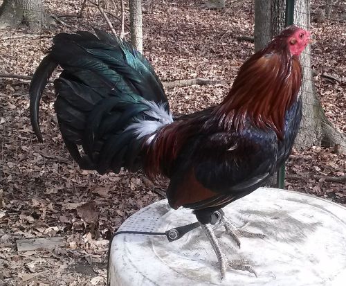 Leiper gamefowl hatching eggs