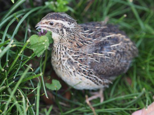 120+(20%)extras Jumbo Brown Coturnix (Japanese) quail eggs