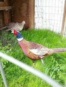 Ringneck Pheasant  hatching eggs 10 total