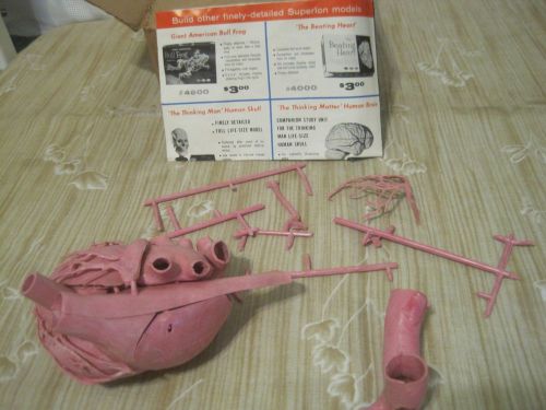 Heart Anatomical Medical Educational Display Model 1962
