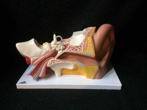 3b scientific - e10 giant human ear anatomical model - 4 part (e 10) for sale