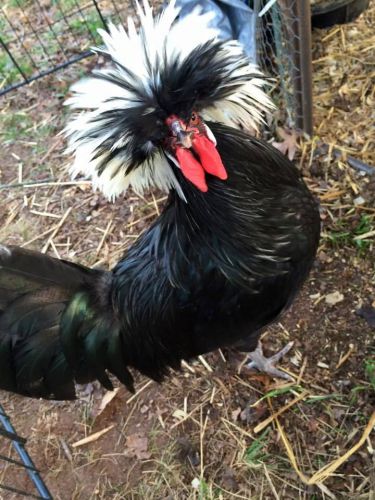 Standard White-Crested Black Polish Hatching Eggs