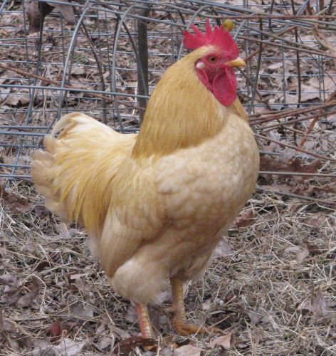 Buff Orpington Bantam Pure Breed Hatching Eggs. NPIP Certified; 6 Egg Min. $15