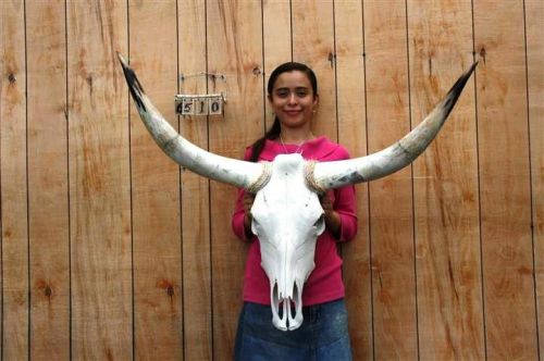 STEER SKULL AND 3&#039; 4&#034; LONG HORNS COW LONGHORNS H6510