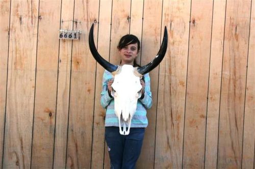 Steer skull long horns 1&#039; 8&#034; cow bull skulls horn h6661 for sale