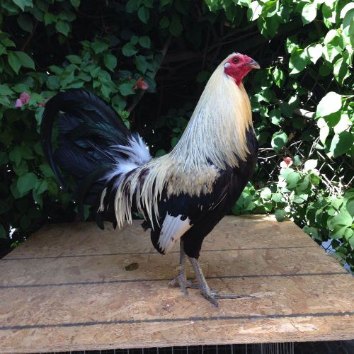 6+ Regular Grey Gamefowl Hatching Eggs