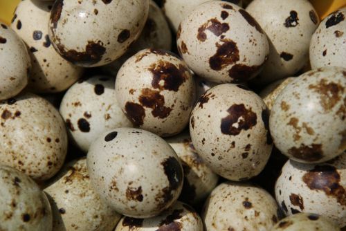 20+ Blown Coturnix Quail Eggs