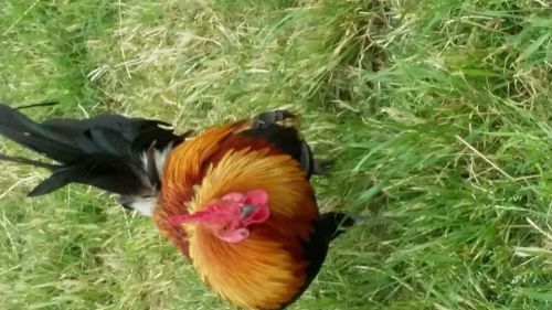 15 + Barnyard mix chicken / gamebird hatching eggs