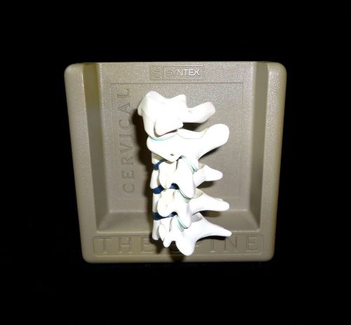 Syntex - Human Cervical Spinal Vertebral Column Anatomical Spine Model