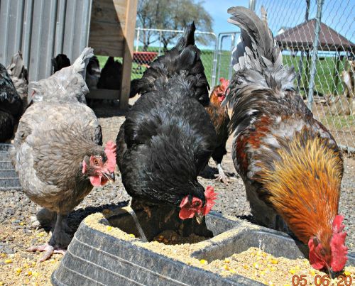 12+ SQ French Standard Black,Black Copper,Blue,Blue Copper Marans Hatching Eggs