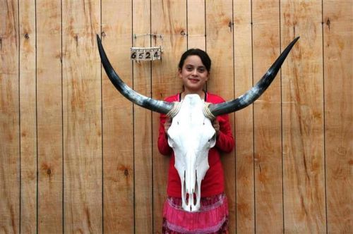 STEER SKULL AND 3&#039; 1&#034; LONG HORNS COW LONGHORNS H6524