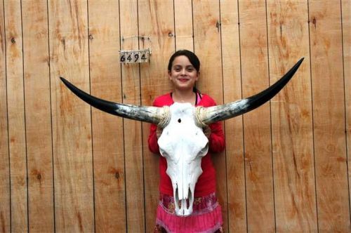 STEER SKULL LONG HORNS 3&#039; 9&#034; COW BULL SKULLS HORN H6494