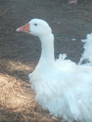 4 Sebastopal  Geese  Hatching Eggs