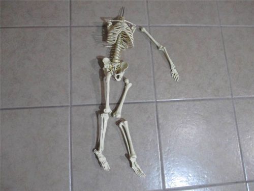 VINTAGE ANATOMICAL MODEL HUMAN SKELETON Missing Head and Arms. Anatomy