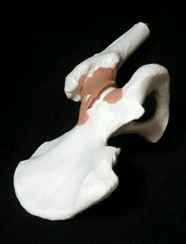 3B Scientific - A81 Functional Hip Joint Bone Anatomical Model (A 81)