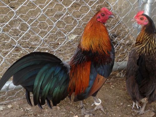 AMERICAN GAME BANTAM - 4 Fertile Chicken Hatching Eggs, Very RARE !!!