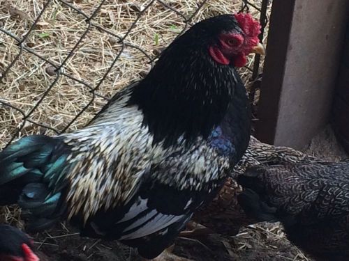 6 Partridge Cornish  Bantam Hatching Eggs