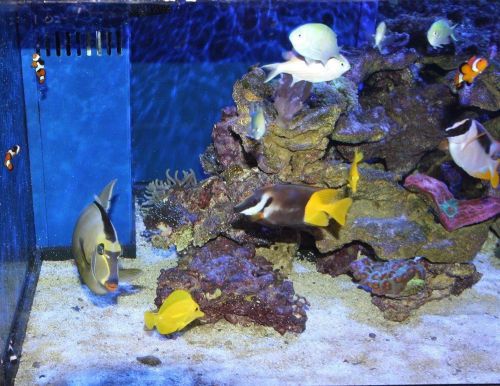 LIVE AQUARIUM   Photo Tex Removable Adhesive Fabric 17&#034; x 11&#034;PASTE ON ANYTHING