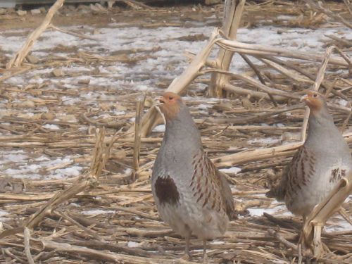 12 Hungarian Partridge Eggs