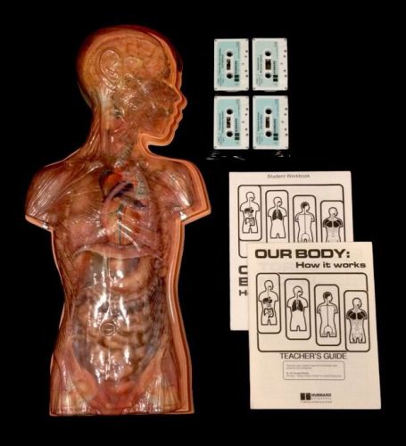 Hubbard scientific - basic human torso of our body anatomical model (with tapes) for sale