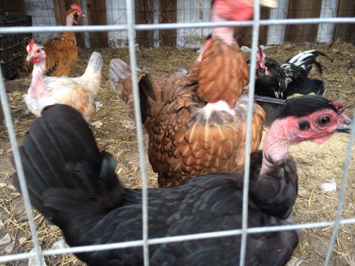 8++turken Bantam / Naked Neck  Hatching Eggs