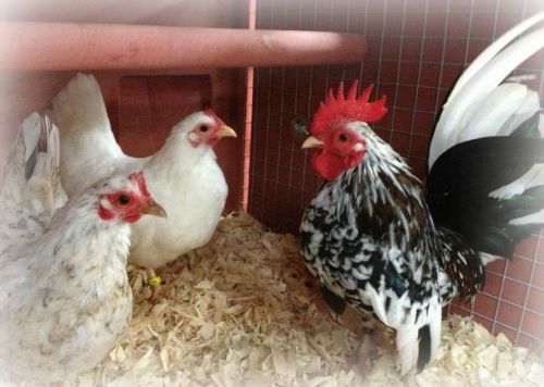 6 + Malaysian Serama Miniature Chicken fresh &amp; fertile Hatching Eggs