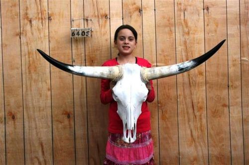 STEER SKULL LONG HORNS 3&#039; 7&#034; COW BULL SKULLS HORN H6405