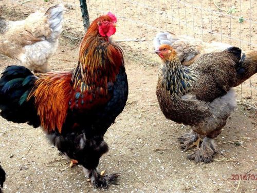 12 + LF Blue / Gold Partridge Brahma Hatching Eggs