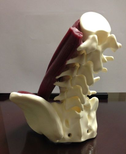 Flexible Anatomical Model Lumbar Vertebrae with Muscle