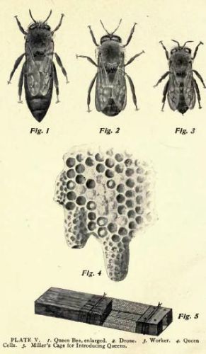 How To Keep Bees Beginner on CD 1905 Honey