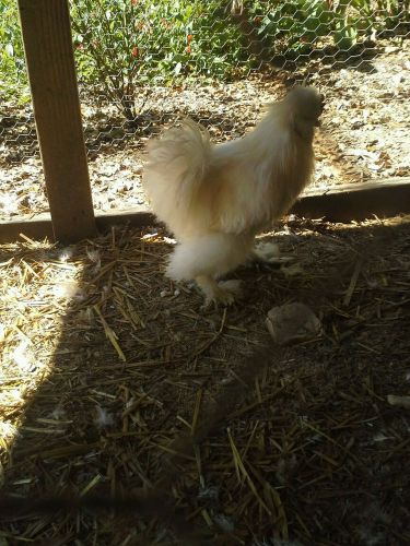 Silkie hatching eggs 6+