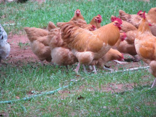 Buff Orpington Pure Breed Hatching Eggs. NPIP Certified; 6 Egg Min. $21.00