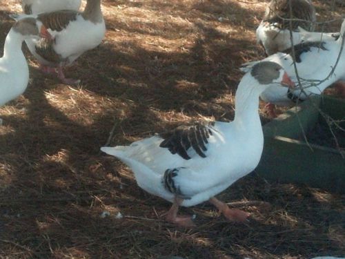 5 -Pomeranian Saddle Back Geese  Hatching Eggs