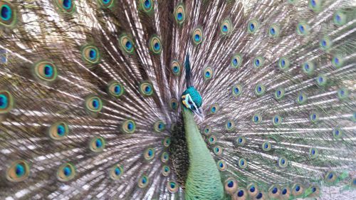 FOUR JAVA GREEN ASSORTED PEAFOWL HATCHING EGGS