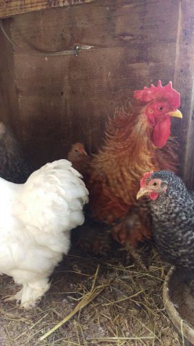 FRIZZLE COCHIN BANTAM FERTILE HATCHING EGGS