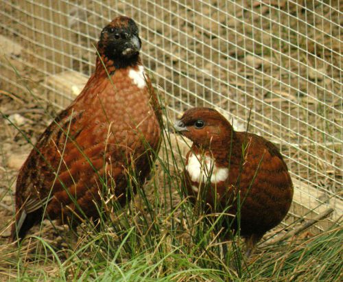 25 TENNESSEE RED QUAIL EGGS READY TO SHIP!!