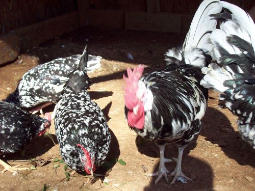 6+2 Exchequer Leghorn hatching eggs(very rare)