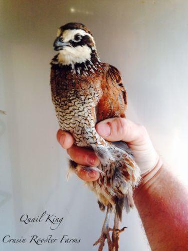 12+ Extras Georgia Giant Bobwhite Quail Hatching Eggs For Incubation