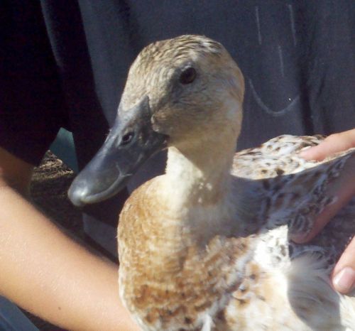 6+ pure silver welsh harlequin fertile hatching eggs for sale