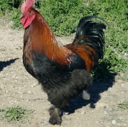 Black Copper Maran hatching eggs 10 plus extras