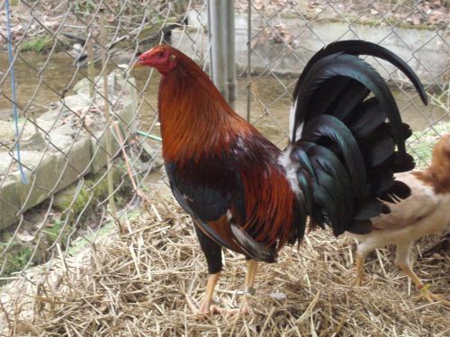 gamefowl hatching eggs