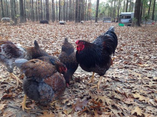 6 Fertile Blue Laced Red Wyandotte Hatching Eggs!