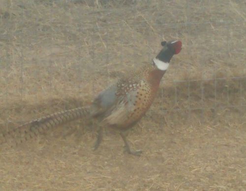 10 ++ Ringneck Pheasant Hatching Eggs