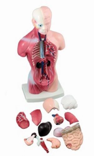 Human Torso Model, Removable Pieces