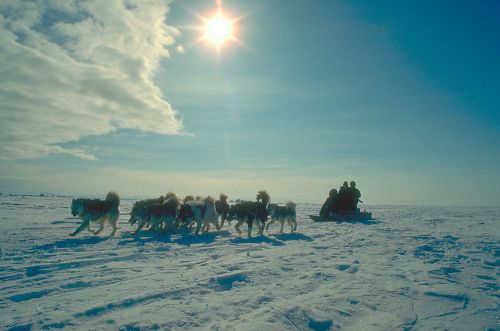 Corel Stock Photo CD Dog Sledding