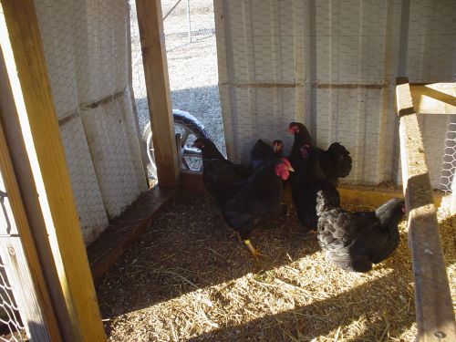 (10+) Bantam Black Wyandotte hatching eggs