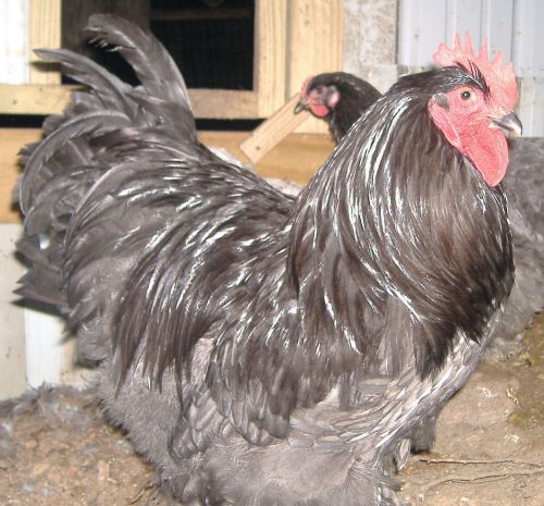 6+ BLUE BLACK SPLASH LARGE FOWL COCHIN HATCHING EGGS NPIP