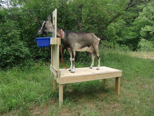 Large Advantek 48x22  Goat Stanchion/Stand -Goatstand.com