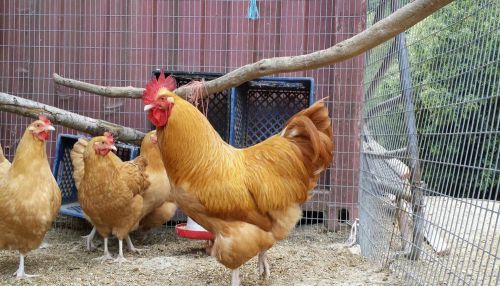 Buff Orpington Chicken Hatching Eggs, 12 eggs